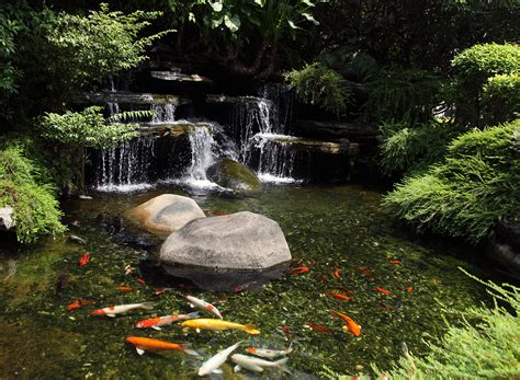 Kois and ponds - Red and white carp swimming in transparent water. Browse Getty Images' premium collection of high-quality, authentic Koi Pond stock photos, royalty-free images, and pictures. Koi Pond stock photos are available in a variety of sizes and formats to fit your needs.